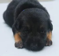 Aspen , a female German Shepherd Dog for sale in Massillon, OH – 1 of 8