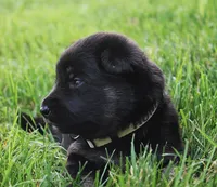 Honey, a female German Shepherd Dog for sale in Massillon, OH – 3 of 7