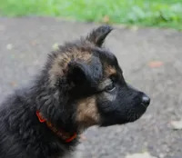 Chevy , a male German Shepherd Dog for sale in Massillon, OH – 6 of 9