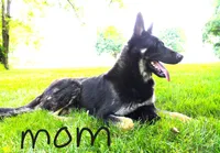 Foxy , a female German Shepherd Dog for sale in Massillon, OH – 10 of 10