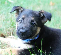 Aspen, a female German Shepherd Dog for sale in Massillon, OH – 2 of 10