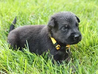 Turbo , a male German Shepherd Dog for sale in Massillon, OH – 6 of 7