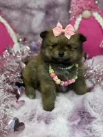 BELLA, a female Pomeranian for sale in Miami, FL – Photo 3 of 10