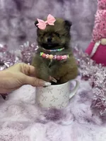BELLA, a female Pomeranian for sale in Miami, FL – Photo 7 of 10