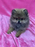 BELLA, a female Pomeranian for sale in Miami, FL – Photo 1 of 10