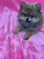 BELLA, a female Pomeranian for sale in Miami, FL – Photo 10 of 10