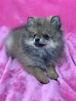 BELLA, a female Pomeranian for sale in Miami, FL – Photo 9 of 10