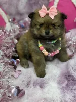 BELLA, a female Pomeranian for sale in Miami, FL – Photo 8 of 10