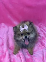 BELLA, a female Pomeranian for sale in Miami, FL – Photo 5 of 10