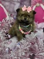 BELLA, a female Pomeranian for sale in Miami, FL – Photo 2 of 10