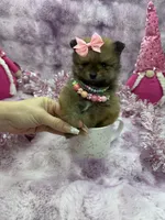 BELLA, a female Pomeranian for sale in Miami, FL – Photo 4 of 10