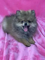 BELLA, a female Pomeranian for sale in Miami, FL – Photo 6 of 10