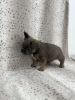 KONA , a male French Bulldog for sale in Miami, FL – Photo 2 of 6