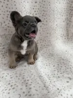 KONA , a male French Bulldog for sale in Miami, FL – Photo 6 of 6