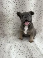 KONA , a male French Bulldog for sale in Miami, FL – Photo 3 of 6