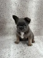 KONA , a male French Bulldog for sale in Miami, FL – Photo 4 of 6