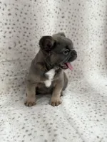 KONA , a male French Bulldog for sale in Miami, FL – Photo 5 of 6