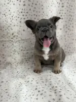 KONA , a male French Bulldog for sale in Miami, FL – Photo 1 of 6