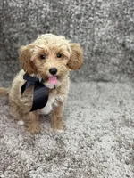 Maltipoo Male, a male Maltipoo for sale in Miami, FL – Photo 2 of 8