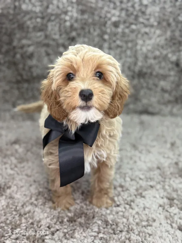 Maltipoo Male – Maltipoo puppy for sale in Miami, FL