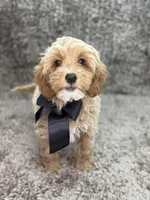 Maltipoo Male, a male Maltipoo for sale in Miami, FL – Photo 1 of 8