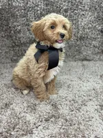 Maltipoo Male, a male Maltipoo for sale in Miami, FL – Photo 8 of 8