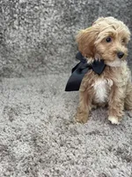 Maltipoo Male, a male Maltipoo for sale in Miami, FL – Photo 7 of 8