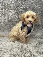 Maltipoo Male, a male Maltipoo for sale in Miami, FL – Photo 5 of 8