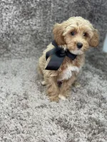 Maltipoo Male, a male Maltipoo for sale in Miami, FL – Photo 6 of 8