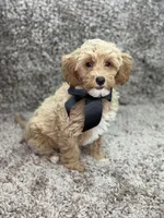 Maltipoo Male, a male Maltipoo for sale in Miami, FL – Photo 3 of 8