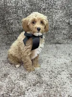 Maltipoo Male, a male Maltipoo for sale in Miami, FL – Photo 4 of 8