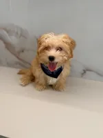 Romeo , a male Maltipoo for sale in Miami, FL – 6 of 6