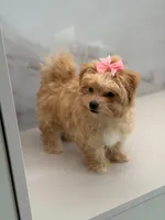 Minnie , a female Maltipoo for sale in Miami, FL – 4 of 7