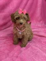 Maltipoo Female, a female Maltipoo for sale in Miami, FL – Photo 3 of 7
