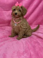 Maltipoo Female, a female Maltipoo for sale in Miami, FL – Photo 4 of 7