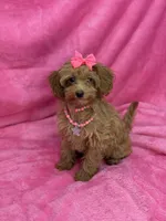 Maltipoo Female, a female Maltipoo for sale in Miami, FL – Photo 1 of 7