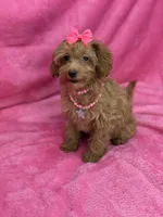 Maltipoo Female, a female Maltipoo for sale in Miami, FL – Photo 5 of 7