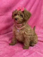Maltipoo Female, a female Maltipoo for sale in Miami, FL – Photo 7 of 7