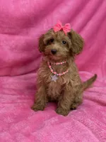 Maltipoo Female, a female Maltipoo for sale in Miami, FL – Photo 6 of 7