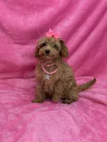 Maltipoo Female, a female Maltipoo for sale in Miami, FL – Photo 2 of 7