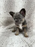 BUNNIE , a female French Bulldog for sale in Miami, FL – Photo 3 of 9