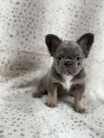 BUNNIE , a female French Bulldog for sale in Miami, FL – Photo 4 of 9