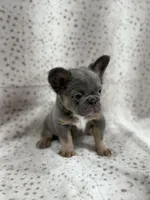 BUNNIE , a female French Bulldog for sale in Miami, FL – Photo 6 of 9