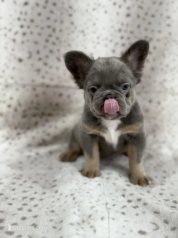 BUNNIE  – French Bulldog puppy for sale in Miami, FL