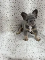 BUNNIE , a female French Bulldog for sale in Miami, FL – Photo 9 of 9