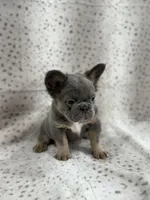BUNNIE , a female French Bulldog for sale in Miami, FL – Photo 5 of 9