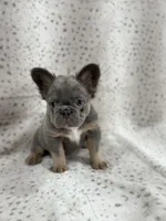 BUNNIE , a female French Bulldog for sale in Miami, FL – Photo 8 of 9