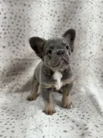 BUNNIE , a female French Bulldog for sale in Miami, FL – Photo 7 of 9
