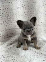 BUNNIE , a female French Bulldog for sale in Miami, FL – Photo 2 of 9