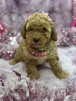 PIXIE, a female Poodle - Toy  for sale in Miami, FL – Photo 3 of 7